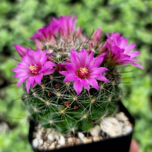 Mammillaria Zeilmanniana 2" Inch Pot  - Pink Blooms - Currently Not Blooming