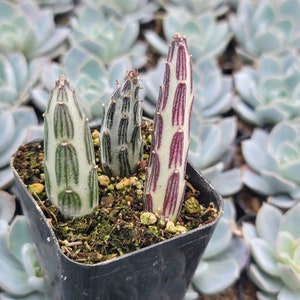 May include: Three succulent plants in a black pot. The plants have green and white striped leaves, and one plant has purple and white striped leaves.