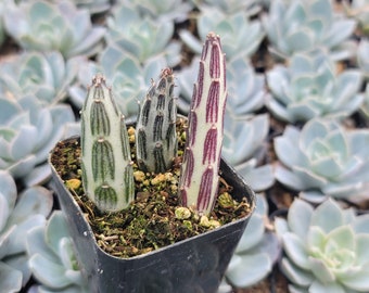 Senecio Stapeliiformis 'Pickle Plant' - Tripple Plant - 2" Inch Pot