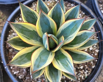 Agave Snow Glow - Rare - Special Listing - 5 Gallon Size