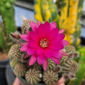 Chamaelobivia 'Rose Quartz' Peanut Cactus 4 image 5