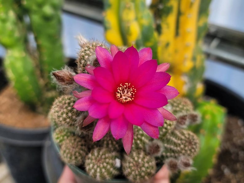 Chamaelobivia 'Rose Quartz' Peanut Cactus 4 image 5