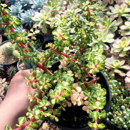 Portulacaria Variegated 1 Gallon