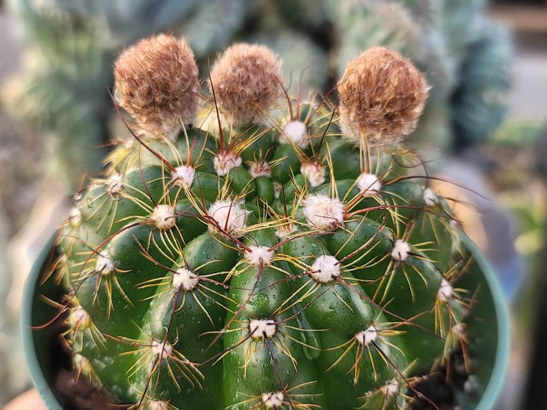 Notocactus Ottonis Indian Head 4 Pot Yellow Flower image 6