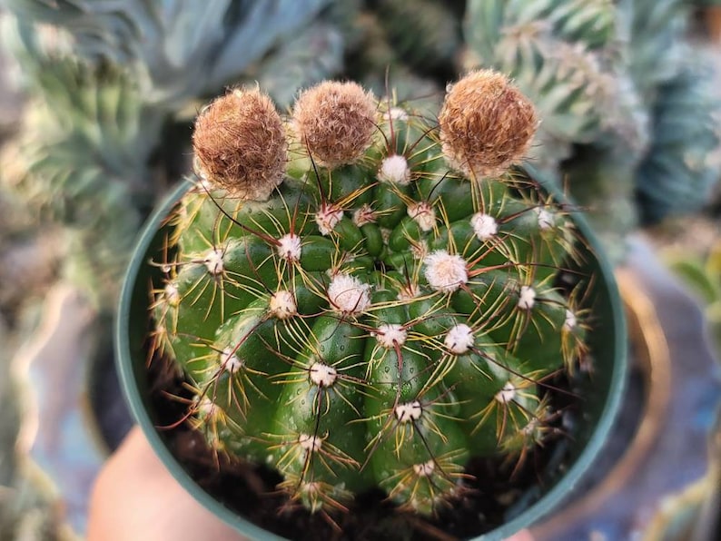 Notocactus Ottonis Indian Head 4 Pot Yellow Flower image 9