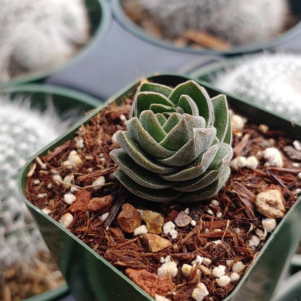 Crassula Buddha's Temple 2" - Rare