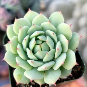 Echeveria Derenbergii 2"