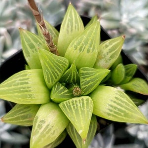 Haworthia Turgida With Pups - 2&quot;