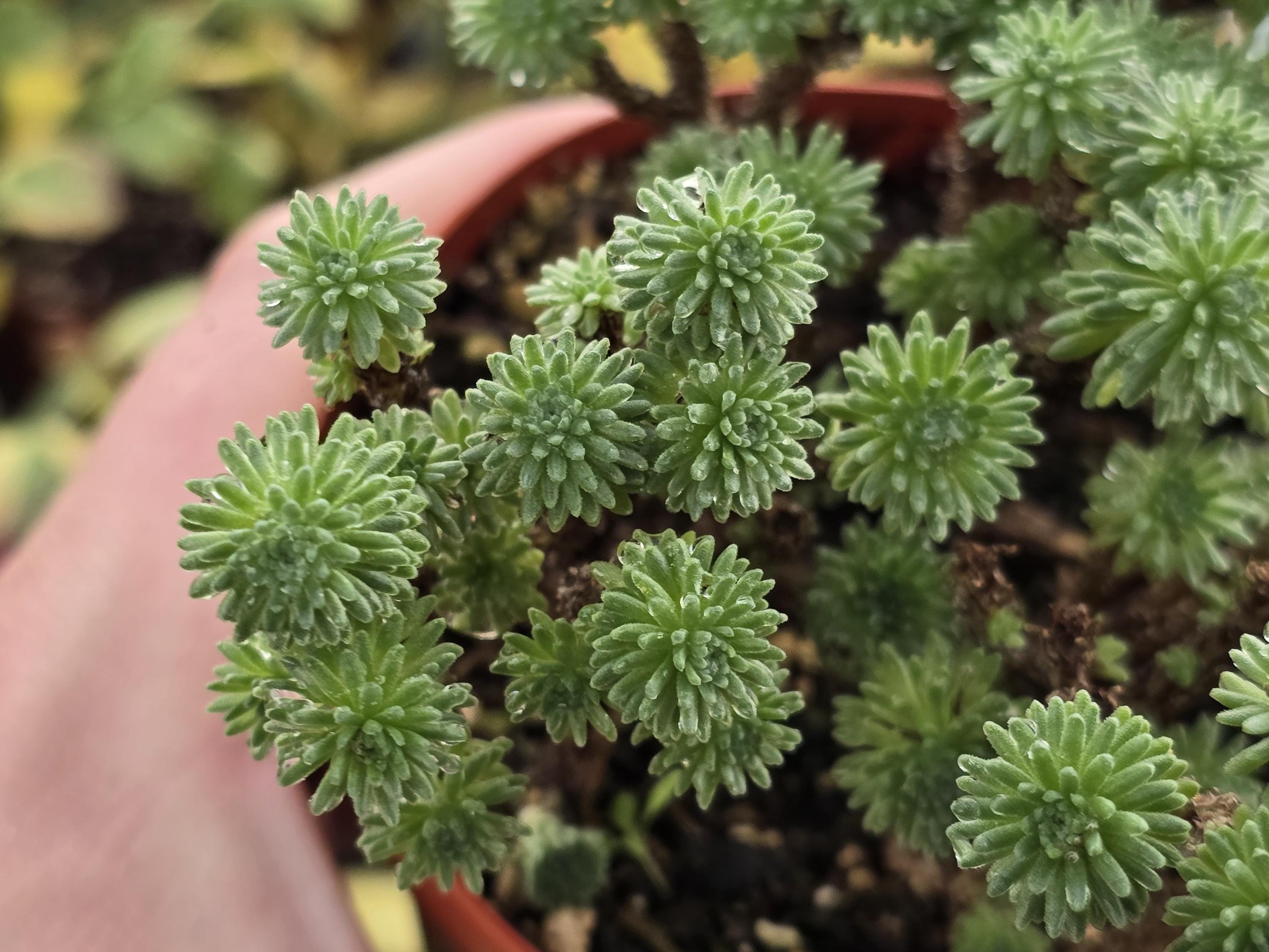 Mini Joshua Tree Succulent 4
