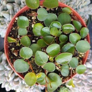 May include: Overhead view of a small, round, terracotta pot filled with a vibrant green plant. The plant features numerous small, glossy, heart-shaped leaves. The pot is surrounded by other succulent plants.
