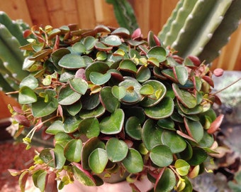 Peperomia Ruby Cascade - 6"