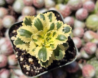 Sedum Takesimense Atlantis 2"