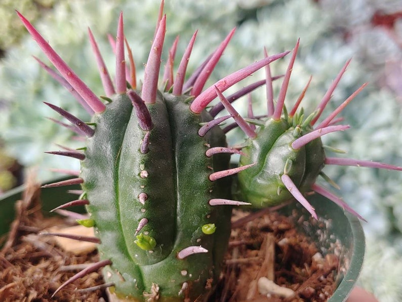 831Succulents Euphorbia Ferox