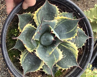 Agave ovatisana 'Sea star' アガベ オバティサナ シースター Agave ovatisana 'Sea star' アガベ オバティサナ シースター