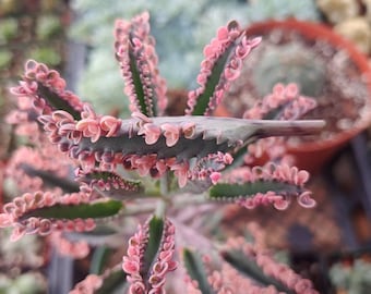 Mother of Thousands - &#39;Pink Butterfly&#39; - Propagation Leaf Cutting With Seeds