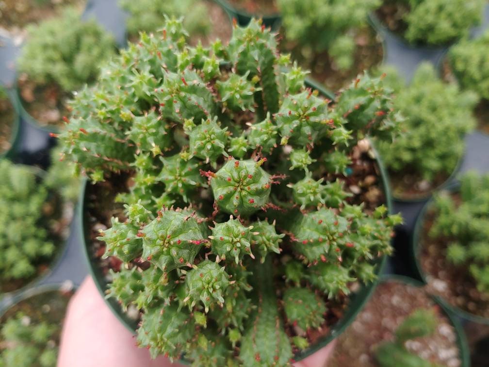 Euphorbia Monstrose - Etsy
