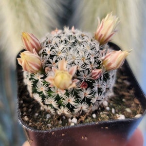 Mammillaria Duweii 2" Inch Pot