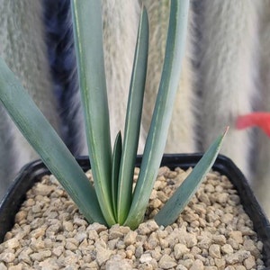 May include: A small succulent plant with long, thin, blue-green leaves growing in a black pot filled with small, brown gravel.