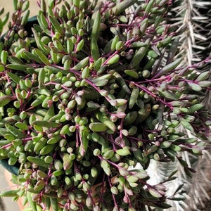 May include: A close-up of a succulent plant with green leaves and purple stems. The plant is in a pot and has a lot of small, round leaves.