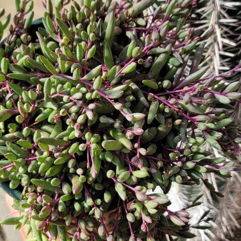 String of Ruby Plant - Etsy
