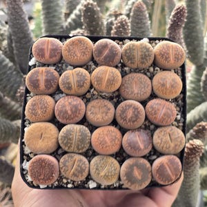 May include: A square black pot filled with small, rounded succulents. The succulents have a variety of colors, including tan, brown, and green. The plants are arranged in rows and are surrounded by small pebbles.