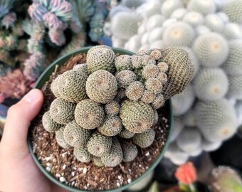 Rebutia Albopectinata 6" - Large Size