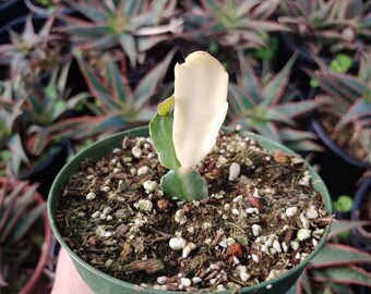 May include: A small, white cactus plant with a single, large, white pad growing upwards. The cactus is potted in a green plastic pot with brown soil and white pebbles.
