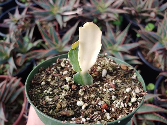 philodendron oder efeutute Zimmerpflanzen Dünger, Monstera Dünger, 6 Monate Depotwirkung – PlantMe main image 1