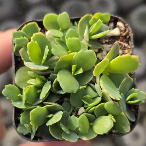 May include: A small pot of green succulent plants with fleshy leaves. The plants are tightly packed together and growing in a square black pot.