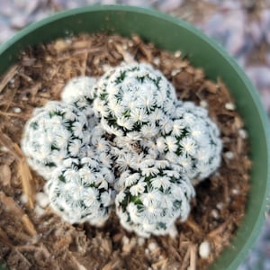 Mammillaria Duweii - 7x Headed - Exact One In Picture - 4" Inch Pot