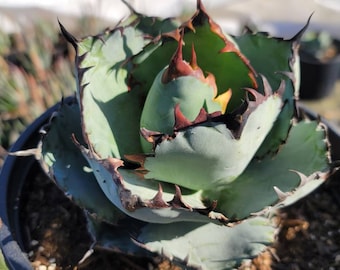 Titanota 