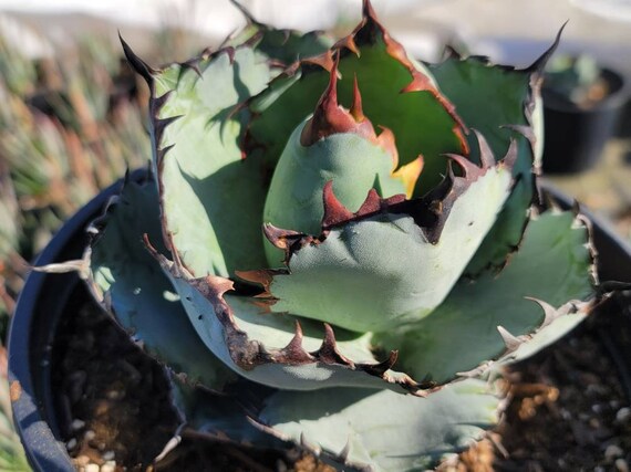 Agave Titanota 2 Gallon Size - Etsy