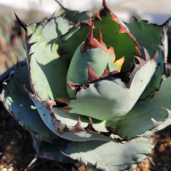 Agave Titanota 2 Gallon Size