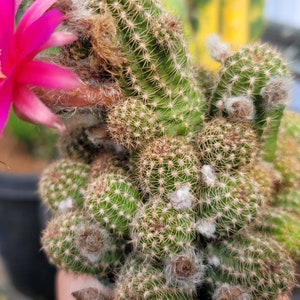 Chamaelobivia 'Rose Quartz' Peanut Cactus 4 image 4