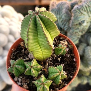 May include: A close-up of a green cactus plant with multiple stems growing in a terracotta pot. The cactus has a unique, spiky, star-shaped form.
