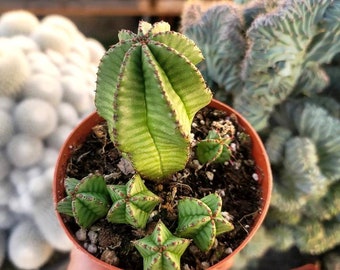 Euphorbia Anoplia Tanzanian Zipper 4" - Multiple Pups