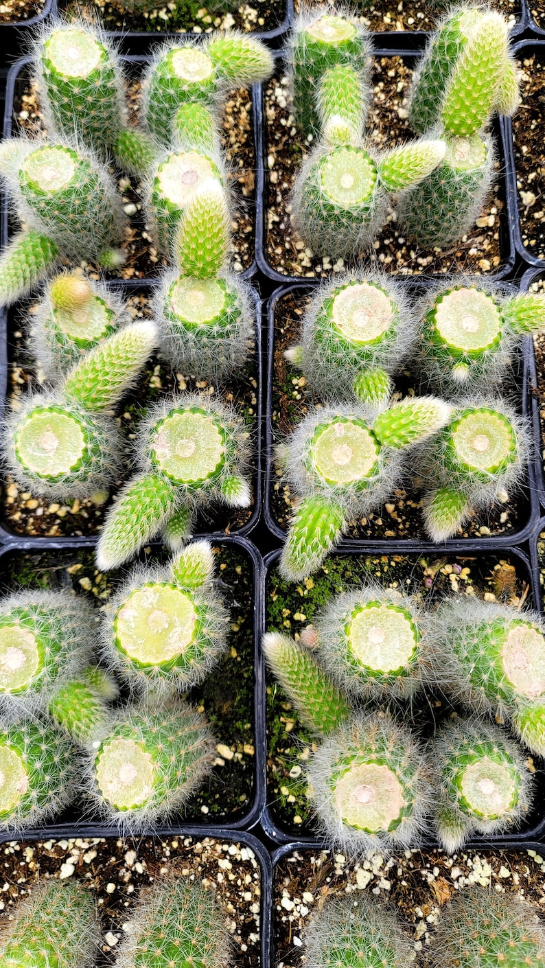 Monkey Tail Cactus 4 Inch Square Pot 4x Plants Cut With Pups image 3