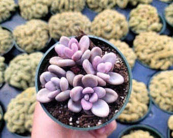 Pink Moon Stones 4" - 4x Plants