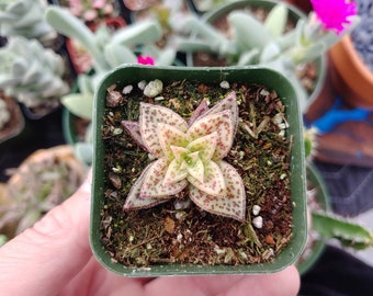 Crassula Picturata &#39;Tiger Jade&#39; - 2&quot; Inch Pot