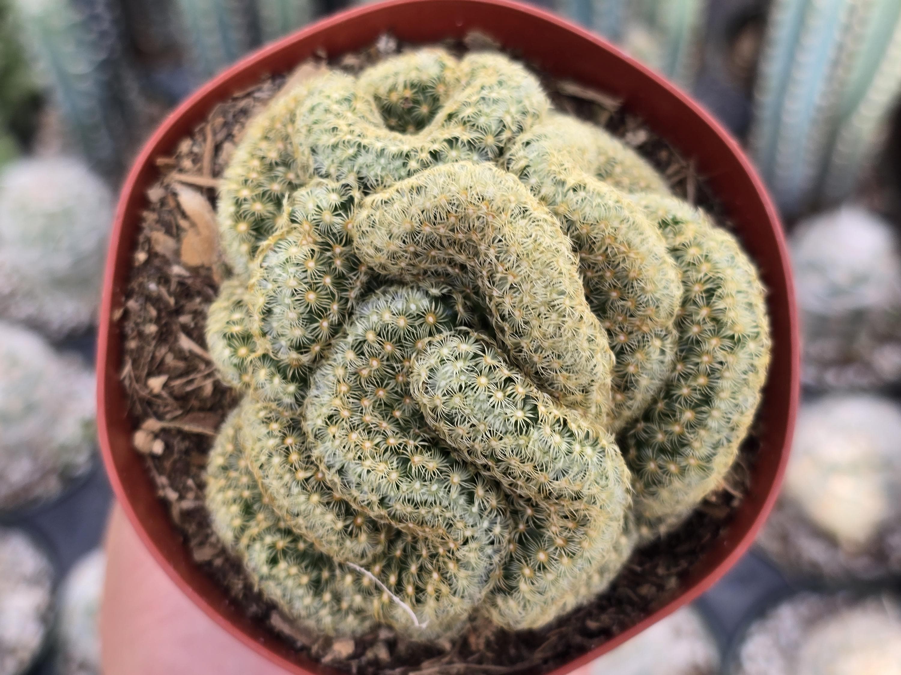 Mammillaria Brain Cactus - 4" Inch Pot - Etsy
