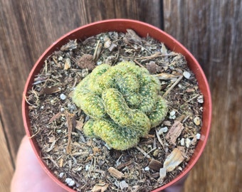 Mammillaria Brain Cactus - 4" Inch Pot