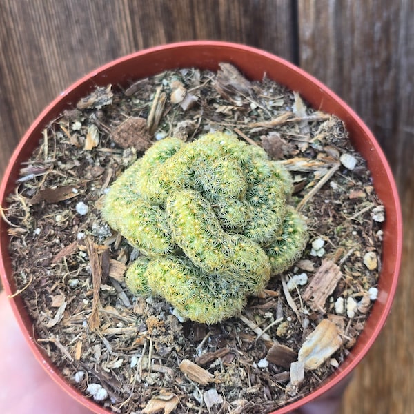 Mammillaria Brain Cactus - 4" Inch Pot