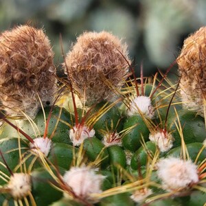 Notocactus Ottonis Indian Head 4 Pot Yellow Flower image 4