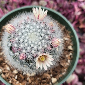 May include: A small, white, spiky cactus with pink flowers in a green pot. The cactus is surrounded by pink petals.