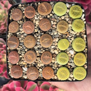 May include: A square black pot filled with small, round succulents. The succulents vary in color from brown and orange to green, with a textured surface. The pot is surrounded by small pebbles.