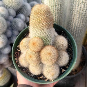 May include: A close-up of a cactus plant with multiple round, fuzzy, light brown heads growing from a single stem. The cactus is potted in a green plastic pot.