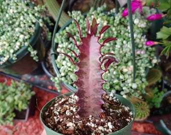 4" Euphorbia Trigona Rubra