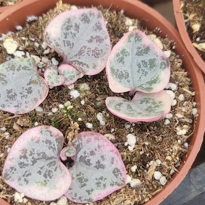 May include: A close-up of a small potted plant with heart-shaped leaves. The leaves are a light green color with dark green spots and a pink edge. The plant is growing in a brown pot with a light brown soil.