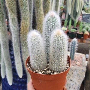 Silver Torch Tripple 6&quot; - Cleistocactus Strausii