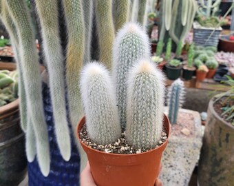 Silver Torch Tripple 6" - Cleistocactus Strausii